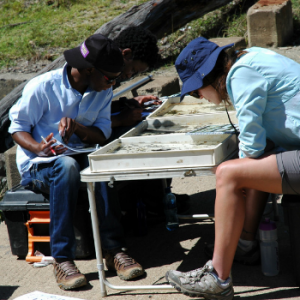 Ecotone Freshwater Consultants