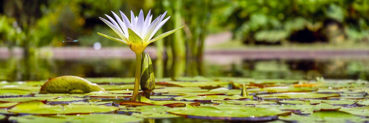 Ecotone Freshwater Consultants